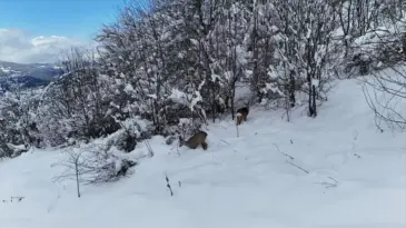 Küre Dağları’nda Dronla Karaca Görüntüleme